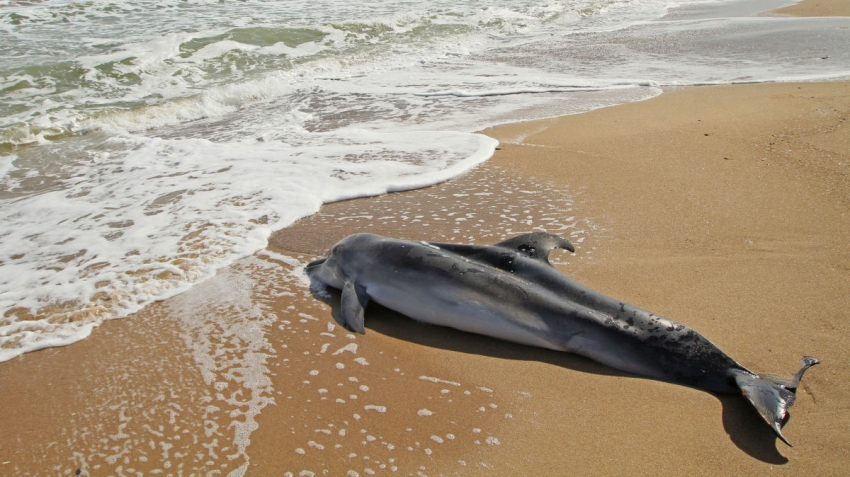 В Гудауте спасли дельфина от самоубийства