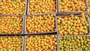 Абхазским мандаринам устроили особый досмотр